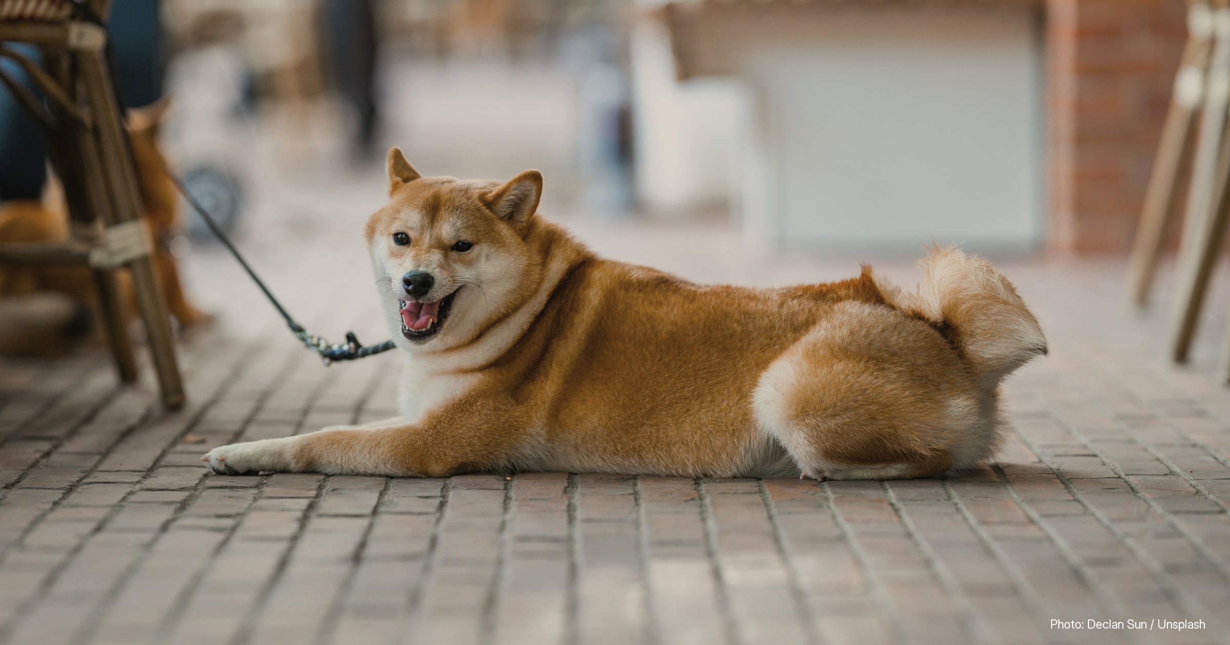 Stock photograph illustrating: Shiba Inu Burn Rate Jumps 17,134% as 20 Billion SHIB Leave Circulation
